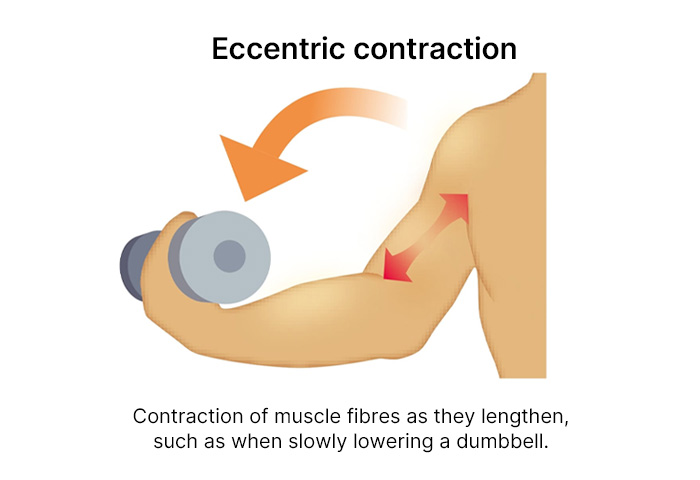 Eccentric contraction